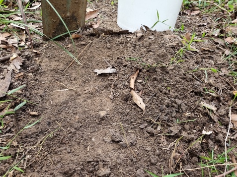 A suitable collecting area in a forested patch to gather soil biology