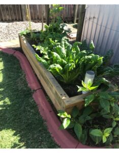 A small healthy narrow wicking bed by the side of the path with top cover