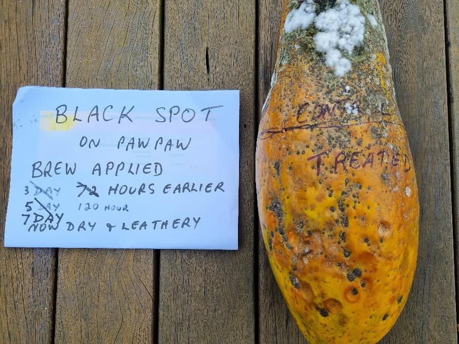 Disease control on a pawpaw. One side marked to be treated and the other marked as control. The treated side shows little signs of mould or disease while the control is heavily damaged