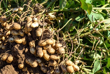 Bigger Peanuts, how restoring soil biology led to a marked increase in Jumbo grade nut size